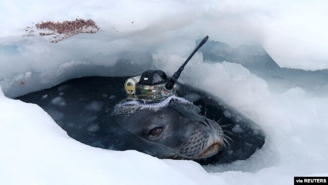 This video grab shows a Weddell seal fitted with a measuring device to survey waters under the thick ice sheet, near Japan's Showa Station in Antarctica, April 2017. (National Institute of Polar Research/Handout via REUTERS)