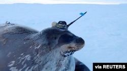 This video grab shows a Weddell seal fitted with a measuring device to survey waters under the thick ice sheet, near Japan's Showa Station in Antarctica, April 2017. (National Institute of Polar Research/Handout via REUTERS)