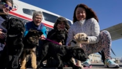Quiz - Puppies Trained to Guide the Blind