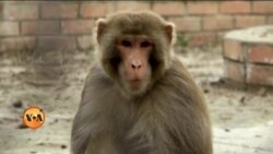 اسلام آباد میں شہری بندروں سے پریشان