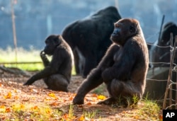 In September 2021, zoo officials said gorillas at Zoo Atlanta in Georgia, seen here on Sept. 14, 2021, contracted the coronavirus from a zoo staff worker.
