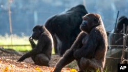 In September 2021, zoo officials said gorillas at Zoo Atlanta in Georgia, seen here on Sept. 14, 2021, contracted the coronavirus from a zoo staff worker. 