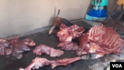 Local plant kills cattle in Tsholotsho, Matabeleland North.