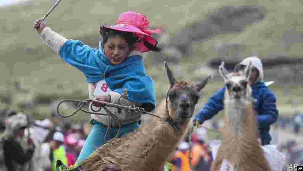 에콰도르 랑가나테스국립공원(Llanganates National Park)에서 어린이 라마경주대회가 열렸다.
