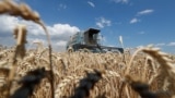 Một cánh đồng lúa mì gần làng Hrebeni thuộc vùng Kyiv, Ukraine (ảnh tư liệu, tháng 7/2020).