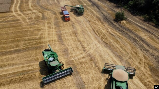 Farmers harvest with their combines in a wheat field near the village Tbilisskaya, Russia, July 21, 2021. (AP Photo/Vitaly Timkiv, File)