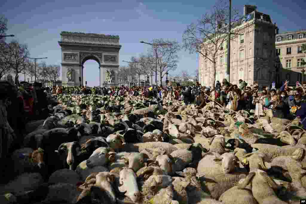 About 2,000 sheep are led on the Champs-Elysees avenue to close the International Agricultural Fair in Paris, France.