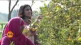 روایتی طریقوں سے ہٹ کر سبزیاں کاشت کرنے والی پاکستانی خاتون