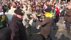 2022 ոչխար և 350 ֆերմեր Բերնի շրջանից շքերթով իջեցվել են Ելիսեյան դաշտերը