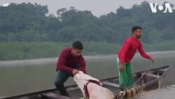 南美洲阿馬遜地區的皮拉魯庫魚