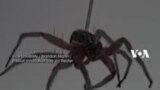 Insinyur ‘Hidupkan Kembali’ Laba-laba Mati Menjadi Robot