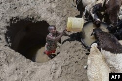FILE - A young woman from the Turkana community waters goats from a shallow well dug into a dry riverbed at Eliye springs on the western shore of Lake Turkana in Turkana county on September 28, 2022. (Photo by Tony KARUMBA / AFP)