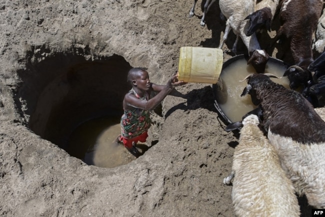 FILE - A young woman from the Turkana community waters goats from a shallow well dug into a dry riverbed at Eliye springs on the western shore of Lake Turkana in Turkana county on September 28, 2022. (Photo by Tony KARUMBA / AFP)