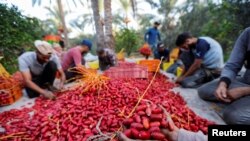 Petani Palestina memilah kurma yang baru dipanen, di Khan Younis, di Jalur Gaza selatan, 2 Oktober 2022. REUTERS/Ibraheem Abu Mustafa