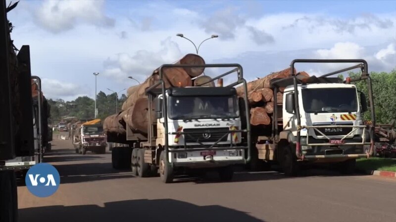 Le Gabon mise sur la filière bois pour diversifier son économie