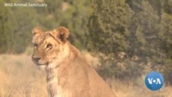  9 Lions From Odesa, Ukraine, Find New Life in United States 