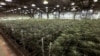 ARCHIVO - Plantas de cannabis crecen en una instalación de True North Collective en Jackson, Michigan. Los votantes en cinco estados decidían el martes si legalizaban el consumo recreativo de la marihuana. (AP Foto/Paul Sancya, Archivo)