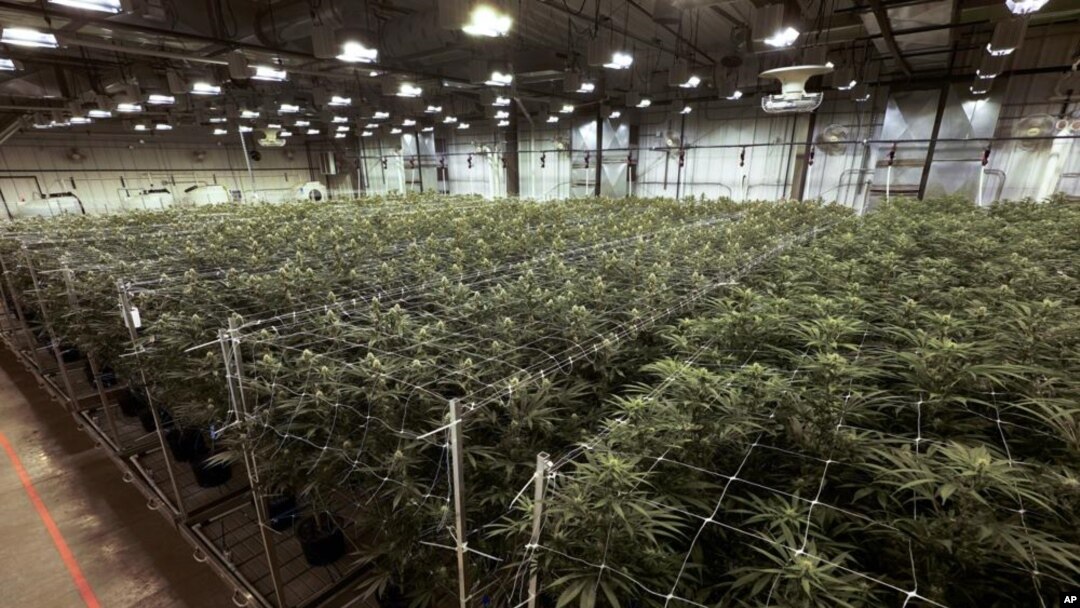 ARCHIVO - Plantas de cannabis crecen en una instalación de True North Collective en Jackson, Michigan. Los votantes en cinco estados decidían el martes si legalizaban el consumo recreativo de la marihuana. (AP Foto/Paul Sancya, Archivo)