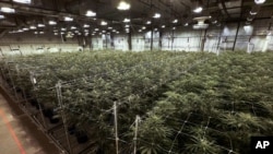 ARCHIVO - Plantas de cannabis crecen en una instalación de True North Collective en Jackson, Michigan. Los votantes en cinco estados decidían el martes si legalizaban el consumo recreativo de la marihuana. (AP Foto/Paul Sancya, Archivo)