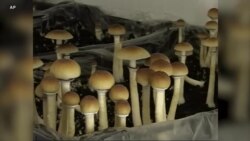 Користењето психоделични печурки - тема на конгресните избори во Колорадо 