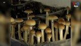 Magic mushroom thumnail 