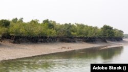 সুন্দরবন