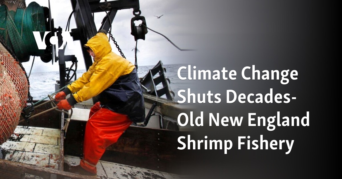 Climate Change Shuts Decades-Old New England Shrimp Fishery