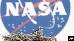 A female Osprey and one of her three chicks are seen against the backdrop of the NASA logo on the Vehicle Assembly Building at the Kennedy Space Center, Saturday, April 3, 2010, in Cape Canaveral, Fla. Space Shuttle Discovery is scheduled to launch Monday