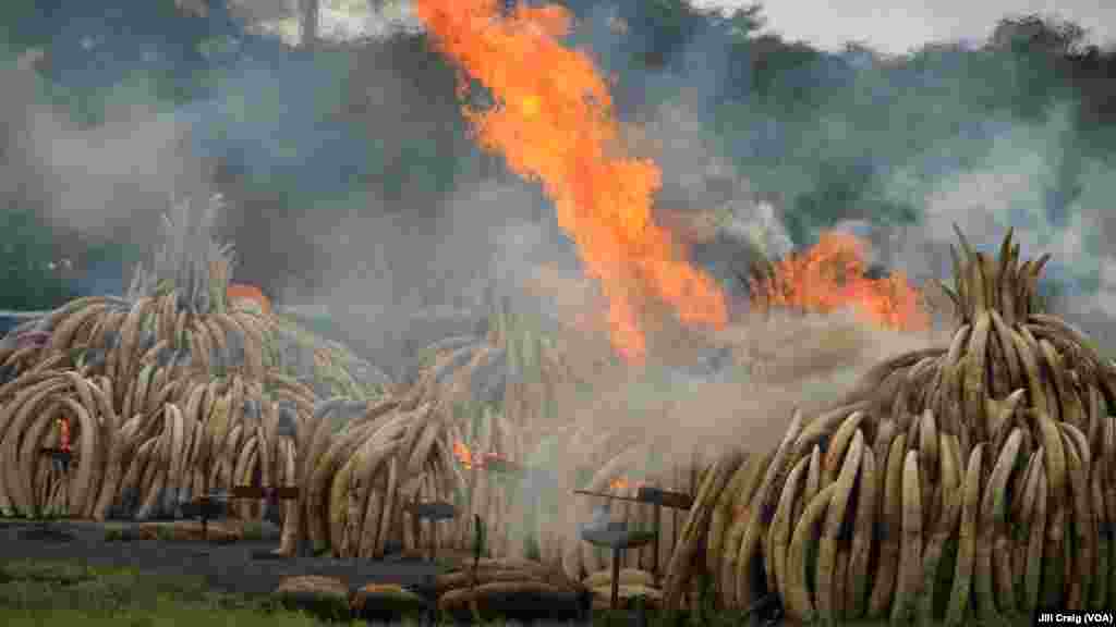 Ivory piles begin to burn at Nairobi National Park, Kenya, April 30, 2016. On Saturday, 105 tons of elephant ivory and more than 1 ton of rhino horn were destroyed in a bid to help stamp out the illegal ivory trade. 