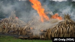 Ivory piles begin to burn at Nairobi National Park, Kenya, April 30, 2016. 105 tons of elephant ivory and more than 1 ton of rhino horn were destroyed in a bid to help stamp out the illegal ivory trade. 