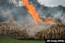 Ivory piles begin to burn at Nairobi National Park, Kenya, April 30, 2016. 105 tons of elephant ivory and more than a ton of rhino horn were destroyed in a bid to help stamp out the illegal ivory trade.