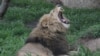 Un lion rugit dans un parc national au Zimbabwe, en janvier 2013.