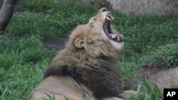 Un lion rugit dans un parc national au Zimbabwe, en janvier 2013.