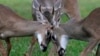 FILE - Key deer, the smallest subspecies of the white-tailed deer that have thrived in the piney and marshy wetlands of the Florida Keys, interact as they walk through a residential neighborhood Oct. 17, 2024, in Big Pine Key, Fla.