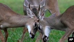 FILE - Key deer, the smallest subspecies of the white-tailed deer that have thrived in the piney and marshy wetlands of the Florida Keys, interact as they walk through a residential neighborhood Oct. 17, 2024, in Big Pine Key, Fla.