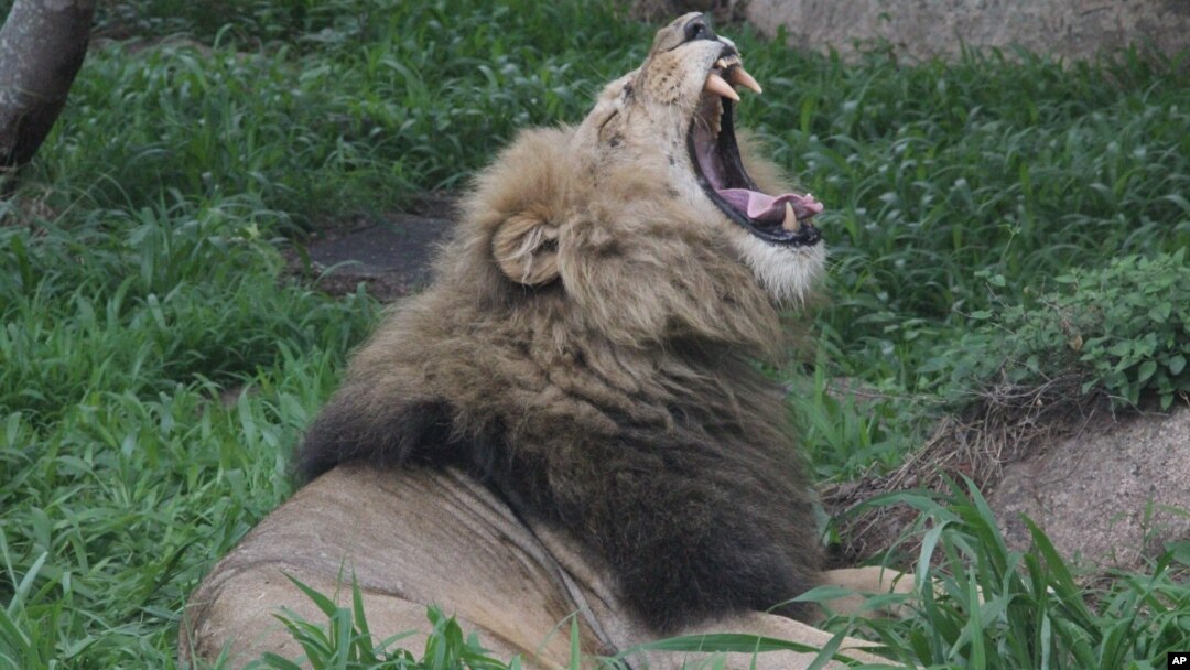 Seekor singa dekat Taman Nasional di Zimbabwe sedang menguap (foto: dok).
