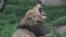 Zimbabwe Lion Alert
