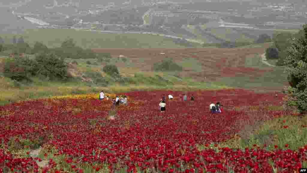 Israelis visit a field of Papaver of the poppy family near the central Israeli city of Beit Shemesh.