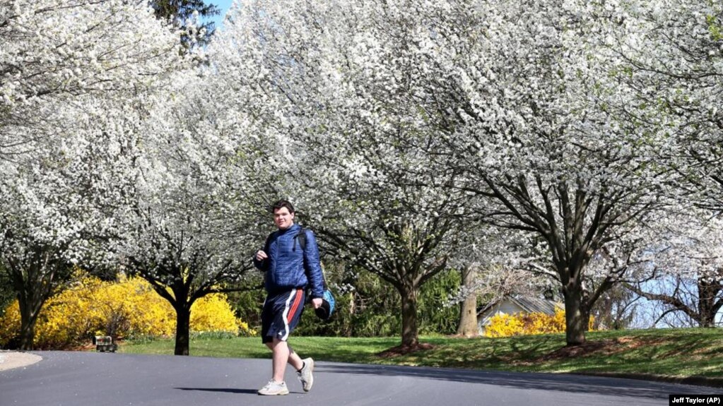 FILE - Daniel Patterson, a student at John Handley High School, walks home from school below flowering Bradford pear trees on March 30, 2016 in Winchester, Virginia. (Jeff Taylor/The Winchester Star via AP)