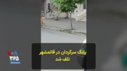 پلنگ سرگردان در قائمشهر تلف شد