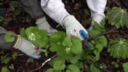 A Washington, la journée de la Terre sous le signe du bénévolat 