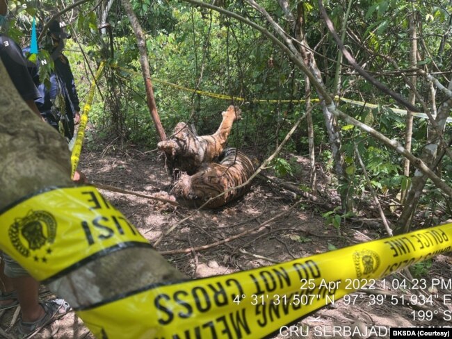 Tiga harimau Sumatra ditemukan mati terjerat di Kabupaten Aceh Timur, Aceh. (Foto: BKSDA)