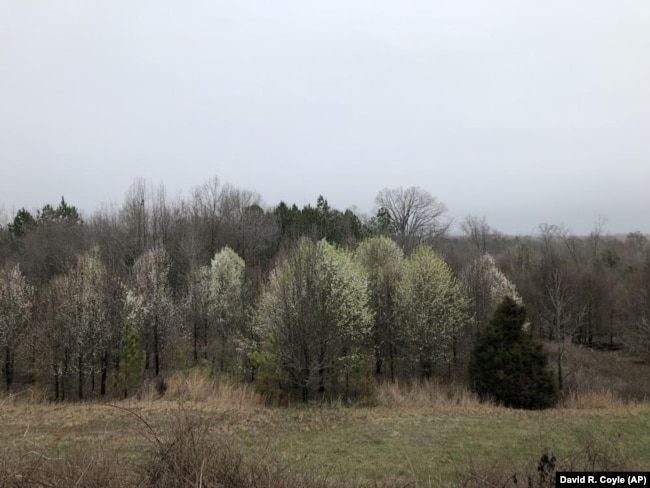 This photo provided by David R. Coyle shows invasive Callery pear trees flowering ear Nicholson, Georgia on February 21, 2019. Georgia is among more than 30 states where the trees have been reported as invasive. (David R. Coyle via AP)