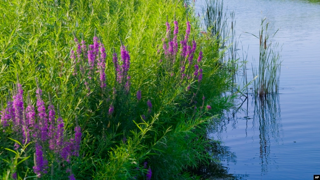 Purple Loosestrife (left) is an invasive plant that threatens food sources and habitat for wildlife. The Blazing Star also called gay feather (right) is a recommended alternative for invasive purple loosestrife. (Chicago Botanic Garden via AP, left, and Jessica Damiano via AP)