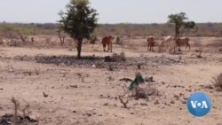 Hongee fi walitti Bu’iinsi Haala Itiyoophiyaa keessa ballad saxiluuf deema: WFP