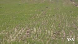 Kêmbûna Baranê Çandinîya Kobanê Xistiye Bin Xeterîyê