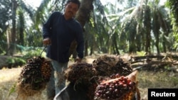 A worker loads fresh fruit bunches of oil palm tree into a wheelbarrow during harvest at a palm oil plantation in Kuala Selangor, Selangor, Malaysia April 26, 2022. 