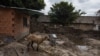 Una oveja permanece atada junto a una casa dañada luego de que las fuertes lluvias provocaran el desbordamiento del río Manguito en el barrio El Pinal, en El Limón, Estado Aragua, Venezuela, el 17 de noviembre de 2020.