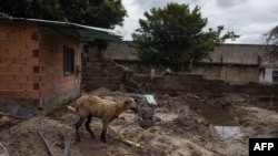 Una oveja permanece atada junto a una casa dañada luego de que las fuertes lluvias provocaran el desbordamiento del río Manguito en el barrio El Pinal, en El Limón, Estado Aragua, Venezuela, el 17 de noviembre de 2020.