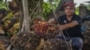 A worker weighs palm oil seed in Pekanbaru, Riau province on April 28, 2022. (Photo by Wahyudi / AFP)